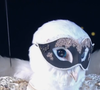 l'un d'entre eux a vendu plus de 20 millions de disques dans le monde !

La Chouette dans Mask Singer - capture d'écran TF1