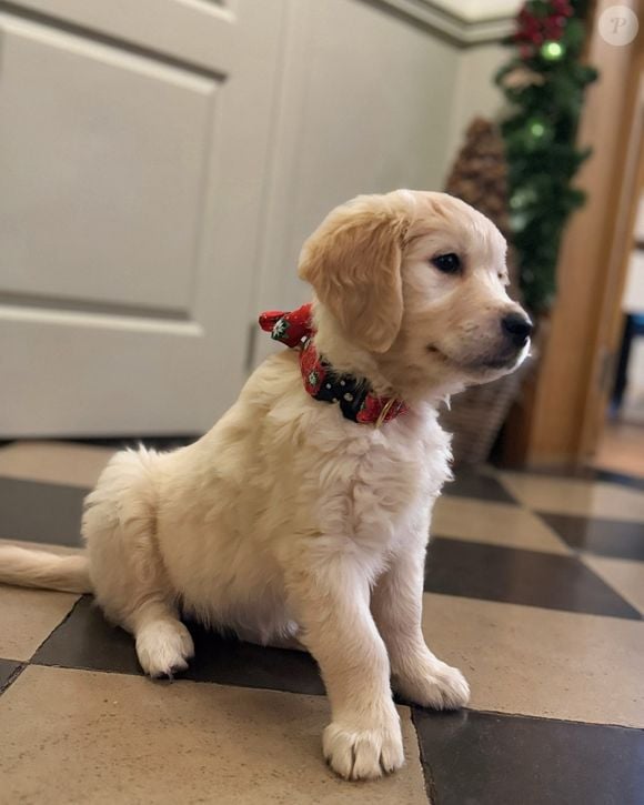 Elle a adopté une petite chienne
L'ancienne candidate de la "Star Academy" Jill a adopté un petit chiot