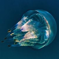 Uriner sur une piqûre de méduse est une grosse erreur : Ces gestes à réaliser pour soulager au plus vite la douleur