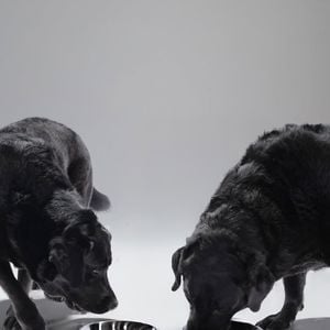 Karine Ferri fait son maximum pour venir en aide aux animaux et elle partage souvent des photos de ses chiens.