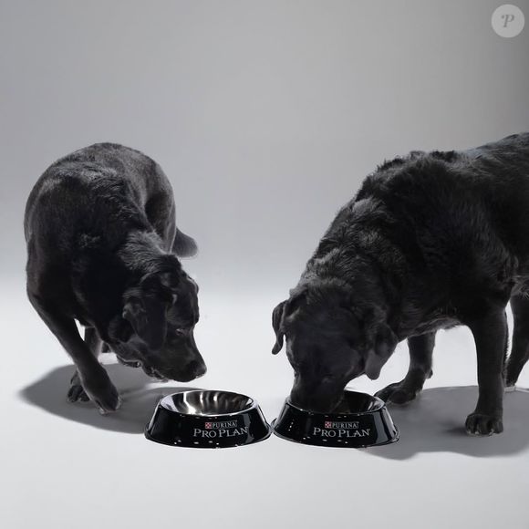 Karine Ferri fait son maximum pour venir en aide aux animaux et elle partage souvent des photos de ses chiens.