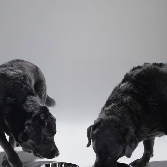 Karine Ferri fait son maximum pour venir en aide aux animaux et elle partage souvent des photos de ses chiens.