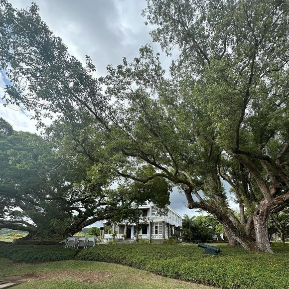 Virginie Efira et Niels Schneider en vacances à l'île Maurice
