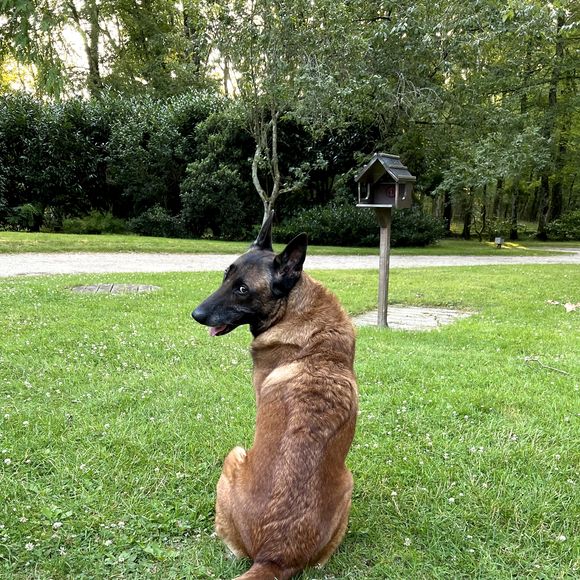 Anthony Delon appelle Loubo par plusieurs petits noms, dont “bébé” et “ma beauté”

Exclusif - Aujourd'hui le 7 juillet 2023, Loubo, le berger Malinois de Alain Delon, a retrouvé son maitre et sa maison de Douchy-Montcorbon, France. © Bestimage