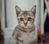 Contrairement aux idées reçues, laisser un chat seul plusieurs jours avec des croquettes à volonté présente de réels dangers.