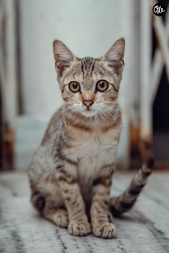 Contrairement aux idées reçues, laisser un chat seul plusieurs jours avec des croquettes à volonté présente de réels dangers.