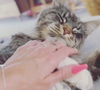 Ragnarök, le chat de Laëtitia Provenchère ("Familles nombreuses")