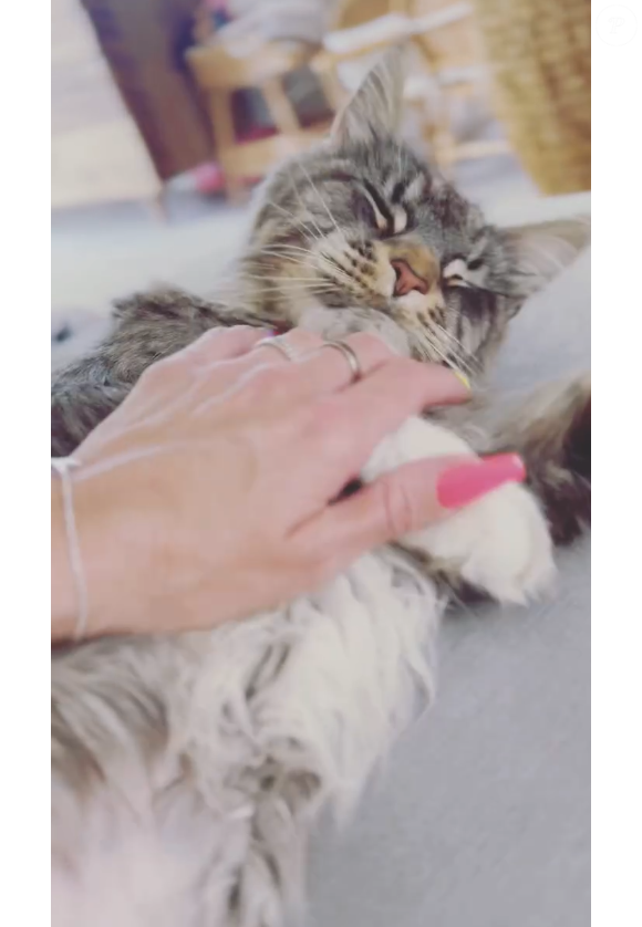 Ragnarök, le chat de Laëtitia Provenchère ("Familles nombreuses")