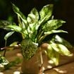 Pour entretenir vos plantes été comme hiver, il faut mettre à mal un cliché : “Si le bout des feuilles de vos plantes est brun et sec, ce n'est pas un problème d'arrosage”