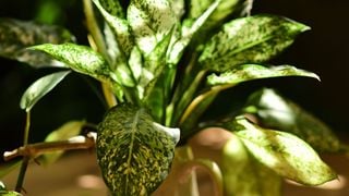 Pour entretenir vos plantes été comme hiver, il faut mettre à mal un cliché : “Si le bout des feuilles de vos plantes est brun et sec, ce n'est pas un problème d'arrosage”