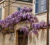 Des plantes grimpantes spectaculaires, comme la glycine ou le bougainvillier, permettent de végétaliser les structures verticales avec un minimum d'arrosage.