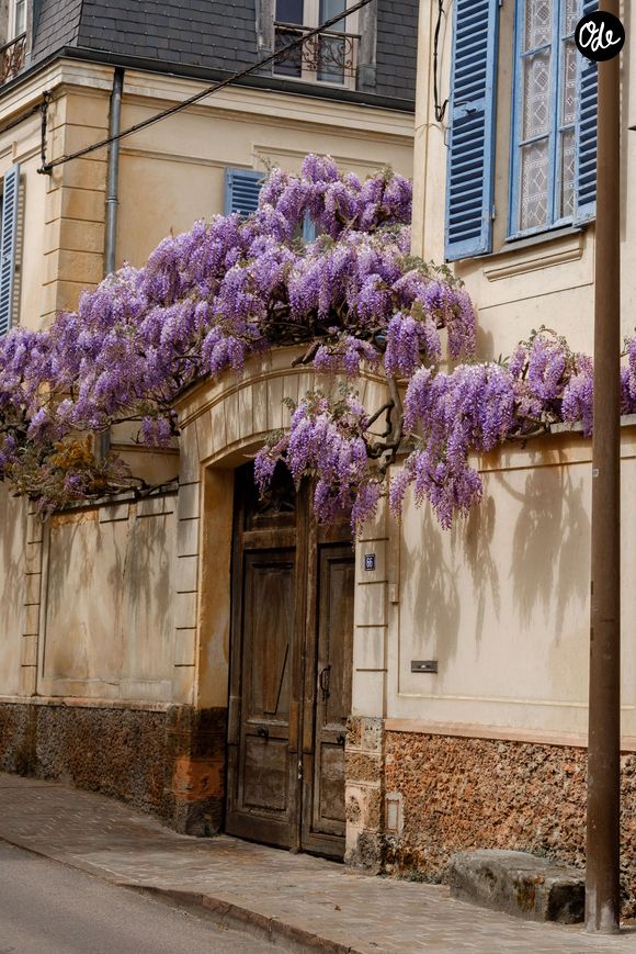 Des plantes grimpantes spectaculaires, comme la glycine ou le bougainvillier, permettent de végétaliser les structures verticales avec un minimum d'arrosage.