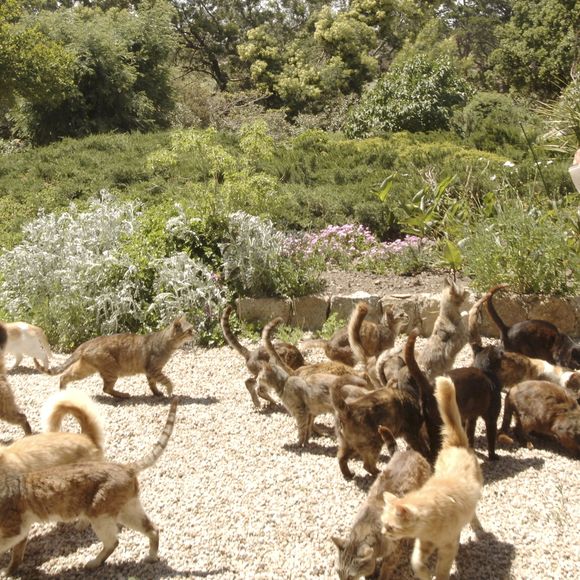 Archives -  En France, Jacques Dutronc chez lui à Monticello en Corse avec ses chats. le 9 mai 2005.
GONGORA Marie-Anne via Bestimage
