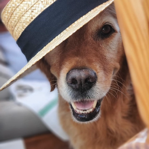 Et avait diffusé des photos de son animal.

Le chien disparu du chanteur Mika