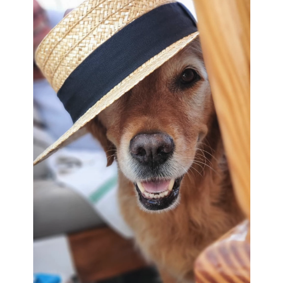 Et avait diffusé des photos de son animal.

Le chien disparu du chanteur Mika