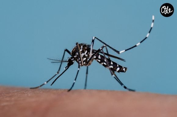 Un moustique tigre (Aedes albopictus) piquant la peau d'un être humain le 21 août 2025 à Paris, en France. Selon un rapport, le moustique tigre asiatique est de plus en plus présent dans l’UE – il a actuellement été repéré dans 16 pays – en raison de conditions climatiques plus favorables, telles que la hausse des températures. Photo de Christophe Geyres/ABACAPRESS.COM
