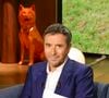 L’émission réunit chroniqueurs et experts autour du thème du bien-être animal et reçoit deux personnalités.

Exclusif - Bernard Montiel sur plateau de l'émission "Animalement Vôtre" présentée par B.Montiel et diffusée le 4 janvier 2026 sur France 3, à Paris, France, le 3 décembre 2025. © Jack Tribeca/Bestimage