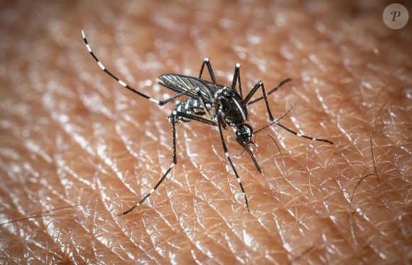 Qui répond à la question et met fin à un mythe. 

Un moustique tigre (Aedes albopictus, Moustique Tigre ) est vu en train de boire du sang sur un bras humain. Depuis janvier 2024, le moustique tigre (Moustique Tigre) est implanté de façon permanente dans 78 départements en France, cette espèce hautement invasive peut véhiculer des maladies telles que la dengue, le chikungunya et le Zika. Le 7 août 2024 à Paris, France. Photo by Christophe Geyres/ABACAPRESS.COM