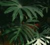 Plusieurs méthodes naturelles et accessibles permettent de recréer un microclimat propice à leur épanouissement.