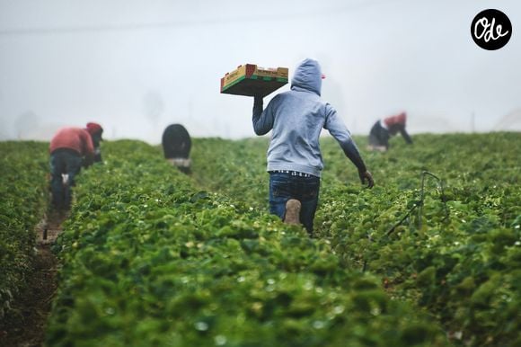 L'ancien footballeur déplore toutefois les attaques de loups et le manque de reconnaissance du monde agricole.

Samuel Darchy, ancien footballeur, s'est reconverti dans l'agriculture.