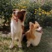 Canicule : Comment chouchouter son animal de compagnie alors que les fortes chaleurs rendent les sorties difficiles ?