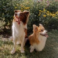 Canicule : Comment chouchouter son animal de compagnie alors que les fortes chaleurs rendent les sorties difficiles ?