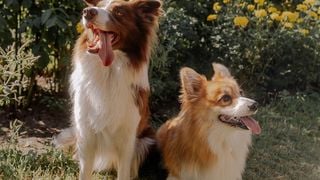 Canicule : Comment chouchouter son animal de compagnie alors que les fortes chaleurs rendent les sorties difficiles ?