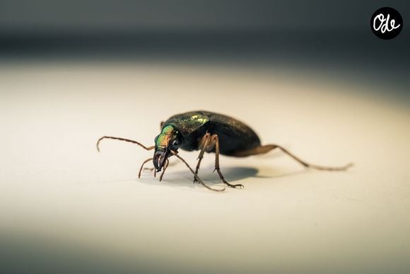 Placée dans un sucrier, son parfum reste concentré plus longtemps qu'à l'air libre.

Pexels
