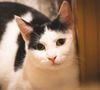 Selon un vétérinaire, les chats noirs et blancs seraient plus sensibles au stress.

Pexels