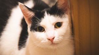 Carlos Gutiérrez, vétérinaire : "Les chats noirs et blancs sont plus facilement stressés"