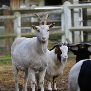 Illustration de l'ancienne demeure (bergerie du XVIIIème siècle) de Brigitte Bardot à Bazoches-sur-Guyonne dans les Yvelines, France, le 2 janvier 2026. © Christian Liewig/Bestimage