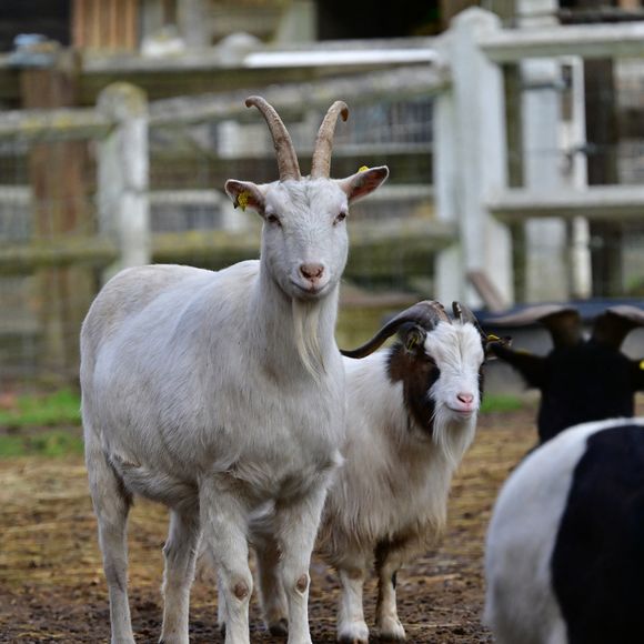 Illustration de l'ancienne demeure (bergerie du XVIIIème siècle) de Brigitte Bardot à Bazoches-sur-Guyonne dans les Yvelines, France, le 2 janvier 2026. © Christian Liewig/Bestimage