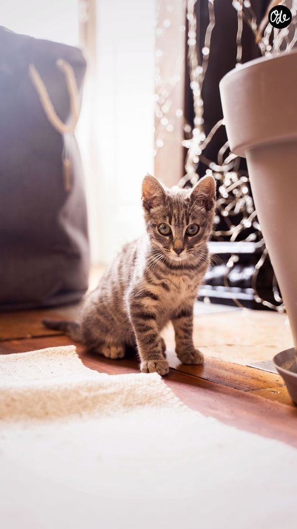 Faire appel à un cat-sitter professionnel ou à un proche à domicile s'impose donc comme la solution idéale pour préserver leur bien-être.