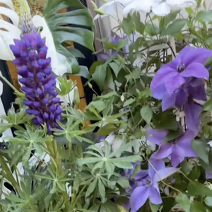 hautjardin_steevy