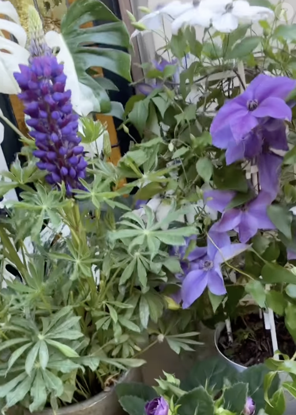 hautjardin_steevy