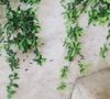 Très peu exigeante, elle pousse aisément dans un simple pot exposé au soleil avec un arrosage modéré.