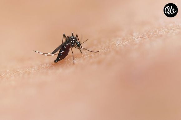 Les moustiques sont surtout attirés par les composés chimiques émis par la peau et le CO₂ expiré, bien plus que par le groupe sanguin.

Photo prise par National Institute of Allergy and Infectious Diseases / Unsplash