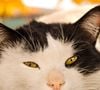 Cette hypothèse s'appuie sur une étude menée auprès de 1 274 propriétaires de chats.

Pexels