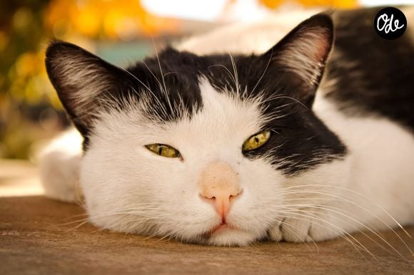 Cette hypothèse s'appuie sur une étude menée auprès de 1 274 propriétaires de chats.

Pexels