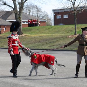 Catherine (Kate) Middleton, princesse de Galles, assiste au défilé de la Saint-Patrick des Irish Guards à la caserne de Mons à Aldershot, le 17 mars 2026, à l'occasion de la St Patrick.
PA Photo/ Bestimage