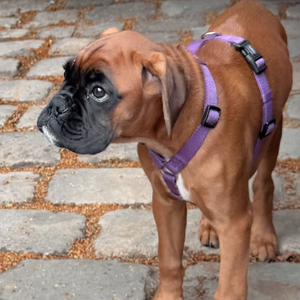 qui débarque chez l'acteur et rencontre l'autre animal de la maison.

Pierre Niney a publié une story sur son compte Instagram
