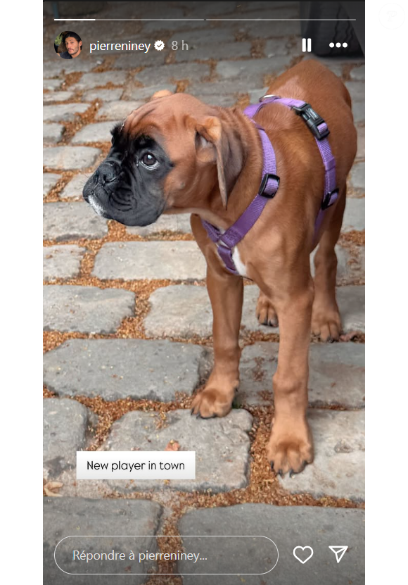 qui débarque chez l'acteur et rencontre l'autre animal de la maison.

Pierre Niney a publié une story sur son compte Instagram