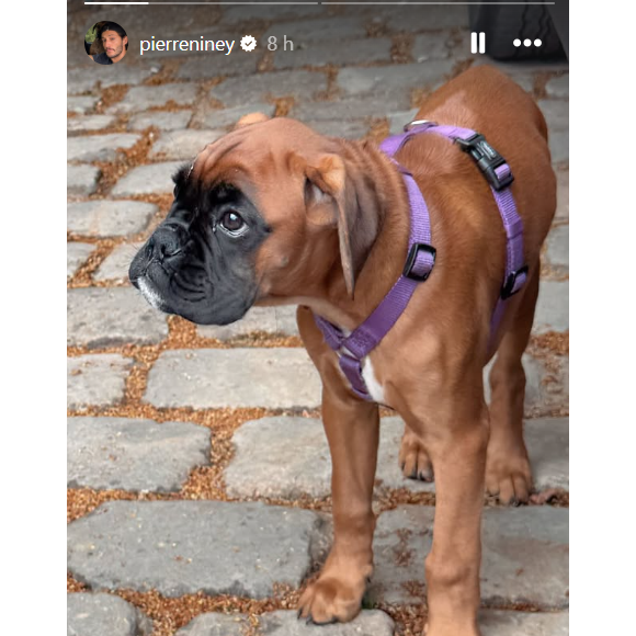 qui débarque chez l'acteur et rencontre l'autre animal de la maison.

Pierre Niney a publié une story sur son compte Instagram