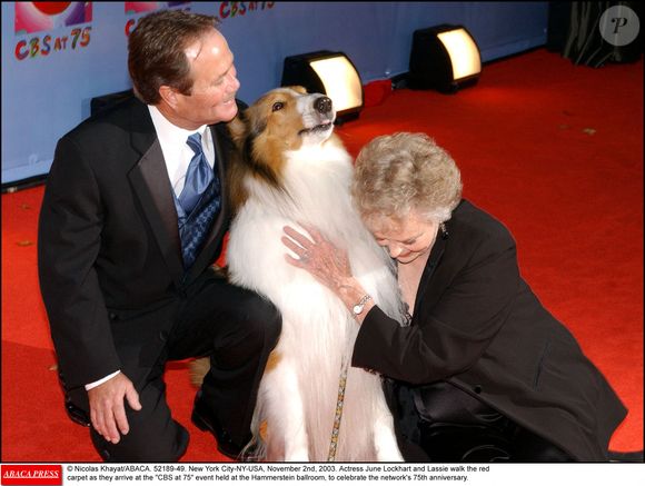 © Nicolas Khayat/ABACA. 52189-49. New York City-NY-USA, 2 novembre 2003. L'actrice June Lockhart et Lassie foulent le tapis rouge à leur arrivée à l'événement CBS at 75 qui s'est tenu à la salle de bal Hammerstein, pour célébrer le 75e anniversaire de la chaîne.