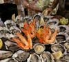 L'occasion pour la maman de Jade et Joy d'aller dans l'un de ses restaurants préférés dans la région, "Le St Barth Tarbouriech" où elle a pu déguster un plateau de fruits de mer, son péché mignon

Laeticia Hallyday, Instagram