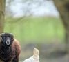 Il apprécie de s’occuper de ses 35 chèvres et moutons.

Photo prise par Erwin Bosman / Unsplash