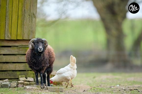 Il apprécie de s’occuper de ses 35 chèvres et moutons.

Photo prise par Erwin Bosman / Unsplash