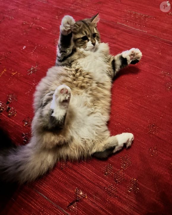 Zoulou, le chat de Christophe Dechavanne sur Instagram. @cdechavanne