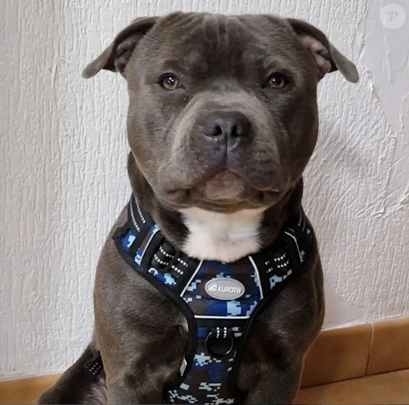 Leur chien Timoun est mort
Timoun, le chien de la famille Vantorre de "Famille nombreuses, la vie en XXL"