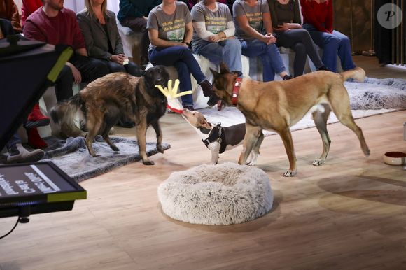Chiens sur le plateau de l'émission "Animalement Vôtre" présentée par B.Montiel et diffusée le 25 janvier 2026 sur France 3, à Paris, France, le 3 décembre 2025. © Jack Tribeca/Bestimage